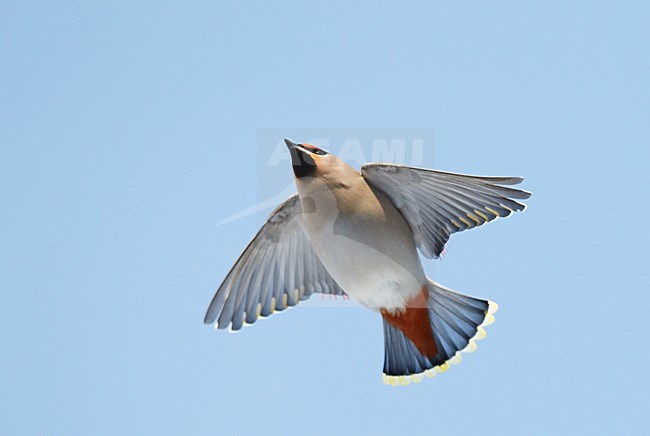 Pestvogel foeragerend op bessen; Bohemian Waxwing foraging on berries stock-image by Agami/Markus Varesvuo,