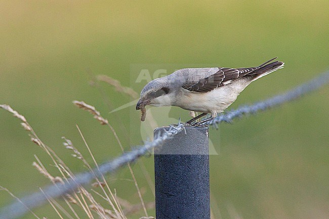 First-winter Lesser Grey Shrike (Lanius minor) perched on a fench in Belgium. With a caught caterpillar in its beak. stock-image by Agami/David Monticelli,