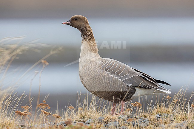 Pink-footed Goose (Anser brachyrhynchus), side view of an adult standing on the ground, Northwestern Region, Iceland stock-image by Agami/Saverio Gatto,