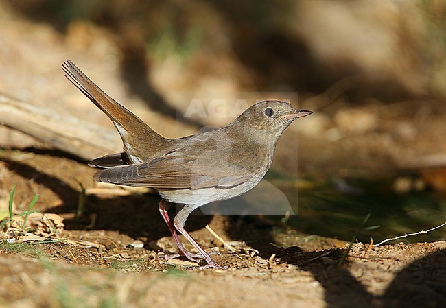 Thrush Nightingale male 16/09/2018 at Al Abraq - Kuweit stock-image by Agami/Aurélien Audevard,