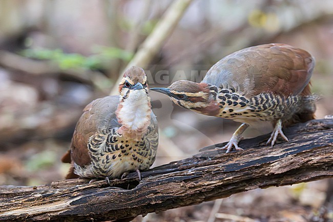 The white-breasted mesite (Mesitornis variegatus) is a ground-dwelling bird endemic to Madagascar. One of three species in the mesite family. It has a small population and is restricted to five sites in the north and west of the island, and one in the east. Here we see a unique moment of a pair of mesites preening. stock-image by Agami/Jacob Garvelink,