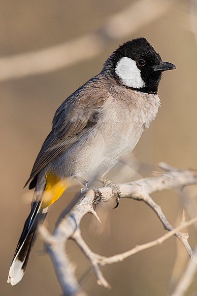 White-eared Bulbul, adult perched on a branch, Khatmat Milalah, Al Batinah, Oman (Pycnonotus  leucotis) stock-image by Agami/Saverio Gatto,