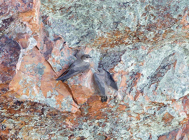 Rotszwaluw met jong, Eurasian Crag Martin with young stock-image by Agami/Roy de Haas,