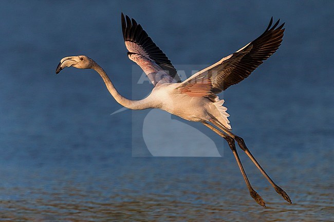 Greater Flamingo (Phoenicopterus roseus) in flight stock-image by Agami/Daniele Occhiato,