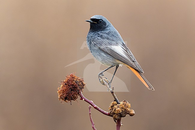 Male Black Redstart (Phoenicurus ochruros gibraltariensis) in Italy. stock-image by Agami/Daniele Occhiato,