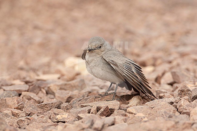 Blackstart (Cercomela melanura) a resident breeder in desert area’s of Israel. stock-image by Agami/Marc Guyt,