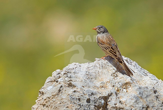 Male Grey-necked Bunting perched near Van, SE Turkey stock-image by Agami/Vincent Legrand,