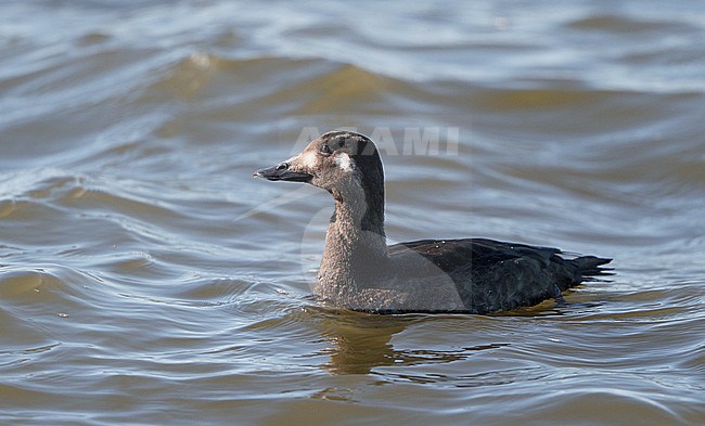 American White-winged Scoter, Melanitta deglandi, 1stW female swimming at Reed's Beach, New Jersey, USA stock-image by Agami/Helge Sorensen,
