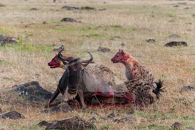 Spotted hyenas, Crocuta crocuta, feeding on wildebeest, Connochaetes taurinus, while still alive. Masai Mara National Reserve, Kenya, Africa. stock-image by Agami/Sergio Pitamitz,