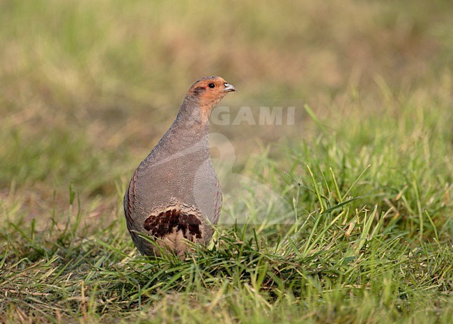 Grey Partridge in grassland Netherlands, Patrijs in grasland Nederland stock-image by Agami/Reint Jakob Schut,