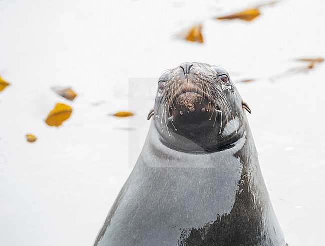 Closeup of a New Zealand Sea Lion (Phocarctos hookeri) in Perseverance Harbour, Campbell Island, New Zealand. Also known as Hooker's Sea Lion. stock-image by Agami/Marc Guyt,