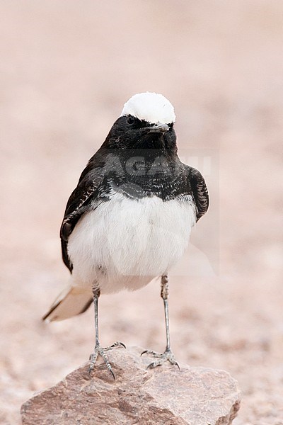 Male Hooded Wheatear (Oenanthe monacha) near Eilat, Israel stock-image by Agami/Marc Guyt,