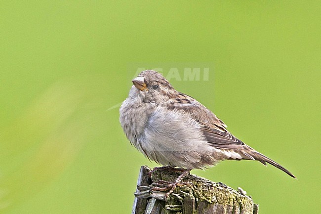 Onvolwassen Huismus; Juvenile House Sparrow stock-image by Agami/Rob Olivier,