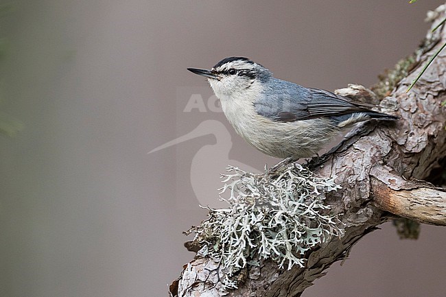 Corsican Nuthatch - Korsenkleiber - Sitta whiteheadi, France (Corsica), adult, male stock-image by Agami/Ralph Martin,