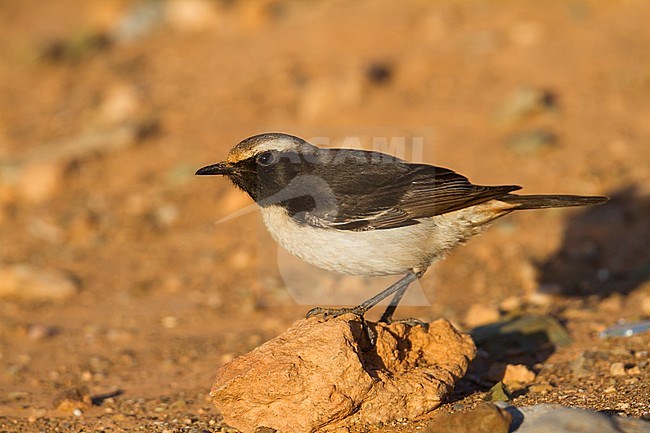 Red-rumped Wheatear - Fahlbürzel-Steinschmätzer - Oenanthe moesta, Morocco, adult male stock-image by Agami/Ralph Martin,