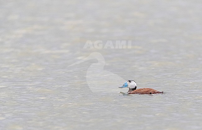 Male White-headed Duck (Oxyura leucocephala) in Laguna de Navaseca, Daimiel, Spain. stock-image by Agami/Marc Guyt,