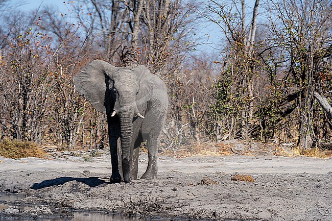 Portrait of an African elephant, Loxodonta africana, at a waterhole. Okavango Delta, Botswana. stock-image by Agami/Sergio Pitamitz,
