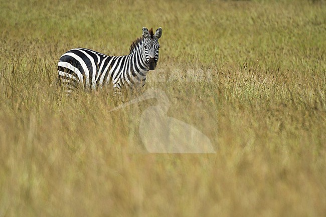 A Plains zebra, Equus quagga, in grass. Masai Mara National Reserve, Kenya, Africa. stock-image by Agami/Sergio Pitamitz,