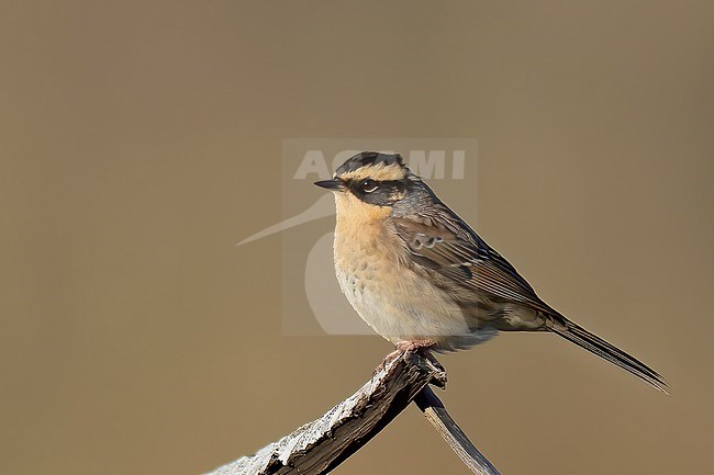 Siberian Accentor (Prunella montanella), side view of bird perched on a dry log against yellowish background stock-image by Agami/Kari Eischer,