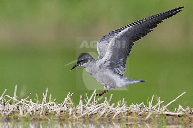 Black Tern (Chlidonias niger), side view of an adult landing in a marsh, Campania, Italy stock-image by Agami/Saverio Gatto,