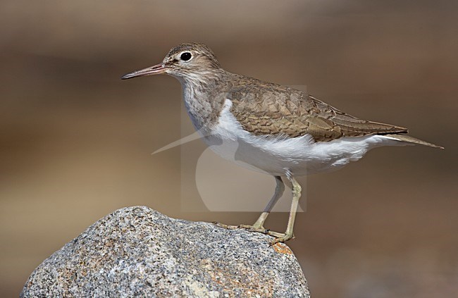 Juveniele Oeverloper; Juvenile Common Sandpiper stock-image by Agami/Markus Varesvuo,