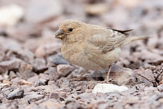 Female Sinai Rosefinch (Carpodacus synoicus) foraging on the ground in a desert canyon near Eilat, Israel stock-image by Agami/Marc Guyt,