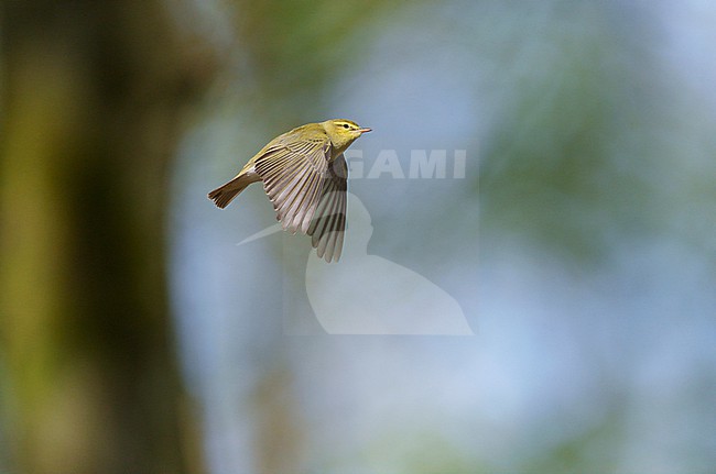 Adult male Wood Warbler (Phylloscopus sibilatrix) singing and displaying in flight in a deciduous forest in spring stock-image by Agami/Ran Schols,