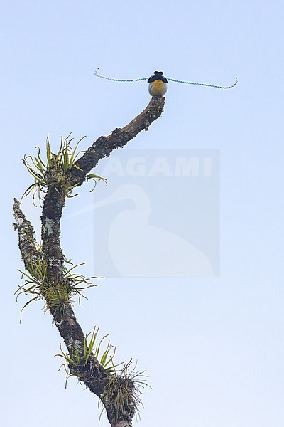 King-of-Saxony Bird-of-Paradise (Pteridophora alberti) Dispalying on a branch in Papua New Guinea stock-image by Agami/Dubi Shapiro,