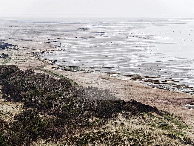 Waddenseacoast  Oerd Hon with some birds stock-image by Agami/Rob Riemer,