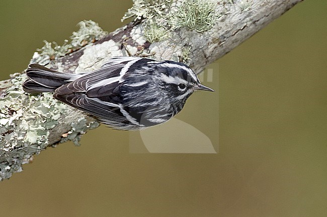 Adult male breeding 
Galveston Co., TX 
May 2005 stock-image by Agami/Brian E Small,