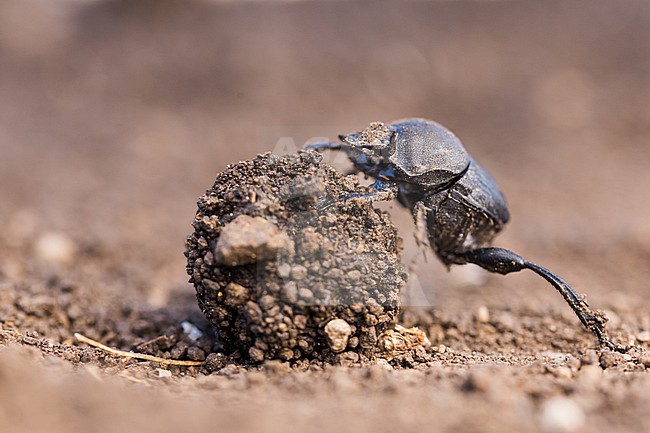 Sisyphus schaefferi - Matter Pillenwälzer, Germany (Baden-Württemberg), imago stock-image by Agami/Ralph Martin,