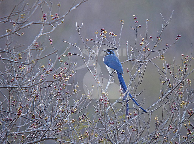 Black-throated Magpie Jay (Calocitta colliei), a strikingly long-tailed magpie-jay of northwestern Mexico. stock-image by Agami/Pete Morris,