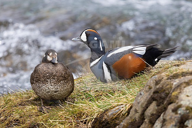 Harlequin Duck (Histrionicus histrionicus), couple resting on a rock, Northeastern Region, Iceland stock-image by Agami/Saverio Gatto,