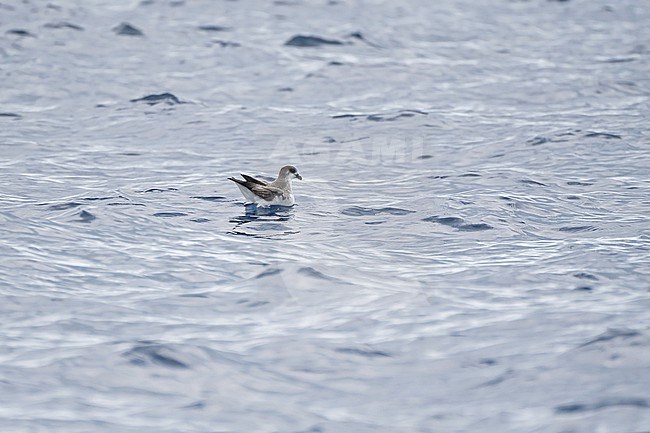 Desertas Petrel (Pterodroma deserta) swimming at sea off Madeira. stock-image by Agami/Pete Morris,