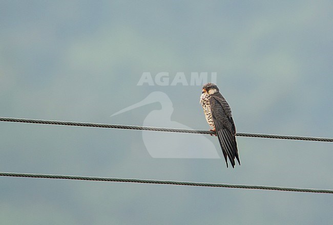 Second calendar year Amur Falcon (Falco amurensis) in China. Sitting on electricity wire in rural area. stock-image by Agami/Pete Morris,
