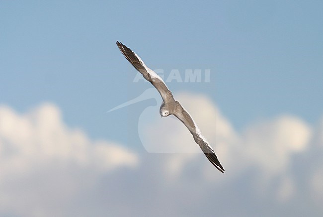 Juveniele Vorkstaartmeeuw in de vlucht; Juvenile Sabine\'s Gull in flight stock-image by Agami/Reint Jakob Schut,