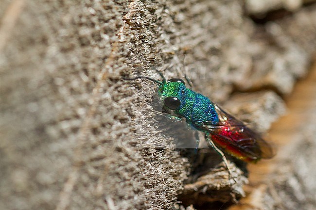 Chrysis ignita - Ruby-tailed Wasp - Gemeine Goldwespe, Germany (Baden-Württemberg), imago stock-image by Agami/Ralph Martin,