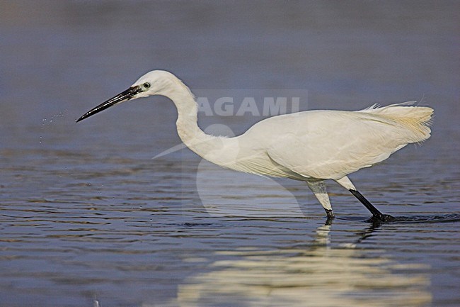 Foeragerende Kleine Zilverreiger; Foraging Little Egret stock-image by Agami/Menno van Duijn,