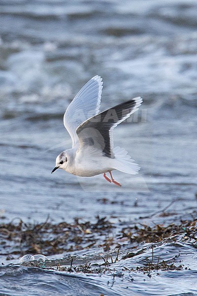 Dwergmeeuw, Little Gull, Hydrocoloeus minutus stock-image by Agami/Hugh Harrop,