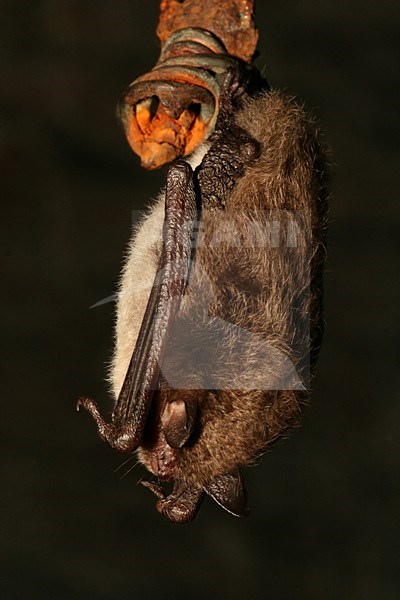 Slapende Watervleermuis; Sleeping Daubenton\'s Bat stock-image by Agami/Theo Douma,