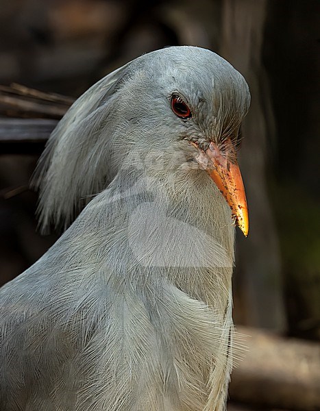 Kagu (Rhynochetos jubatus) at Rivière Bleue Territorial Park, New Caledonia. Endemic and endangered. stock-image by Agami/Marc Guyt,