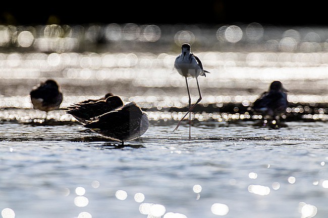 Black-winged Stilt (Himantopus himantopus) in Italy. stock-image by Agami/Daniele Occhiato,