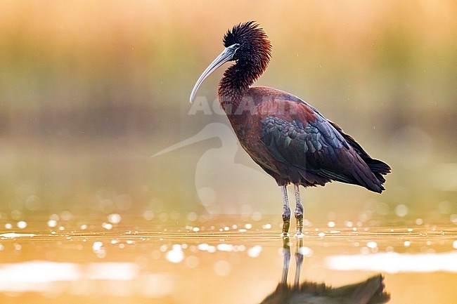 Glossy Ibis, Plegadis falcinellus, in Italy. stock-image by Agami/Daniele Occhiato,
