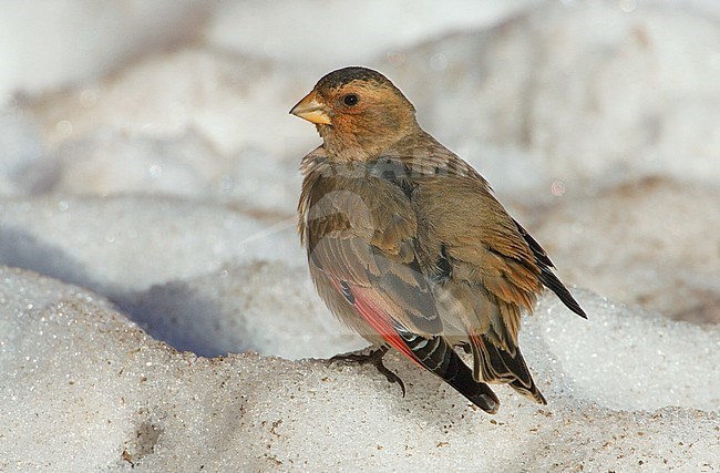 African Crimson-winged Finch (Rhodopechys alienus) in Oukaimeden, Morocco stock-image by Agami/Daniele Occhiato,