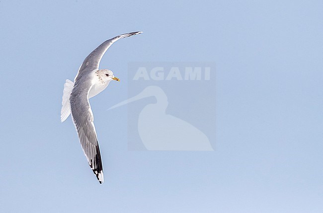 Common Gull (Larus canus) wintering in Katwijk, Netherlands. stock-image by Agami/Marc Guyt,