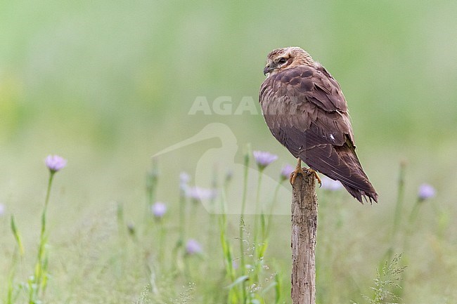 Montagu's Harrier (Circus pygargus), second year female perched on a post in a agricultural field in Italy. stock-image by Agami/Saverio Gatto,