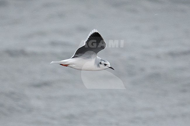Dwergmeeuw, Little Gull, Hydrocoloeus minutus stock-image by Agami/Hugh Harrop,
