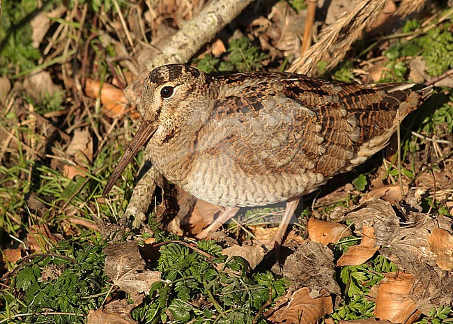 Eurasian Woodcock looking for food in the side of a canal. stock-image by Agami/Renate Visscher,