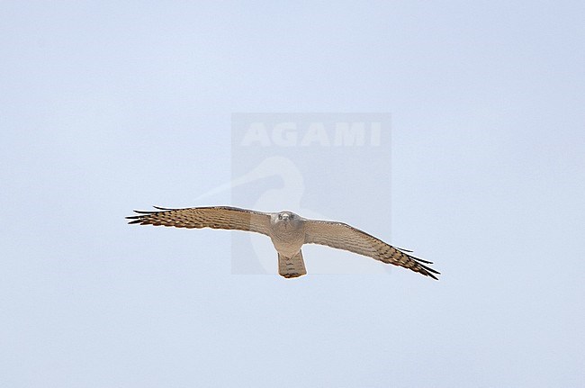 Migrating Levant Sparrowhawk (Accipiter brevipes) in Middle East. stock-image by Agami/Michael McKee,