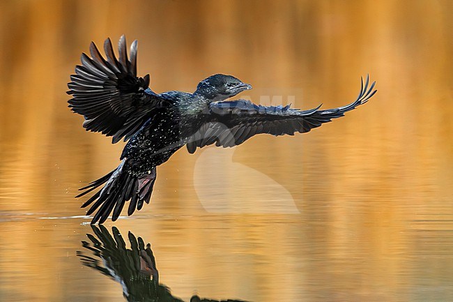 Pygmy Cormorant, Microcarbo pygmeus, in Italy. stock-image by Agami/Daniele Occhiato,